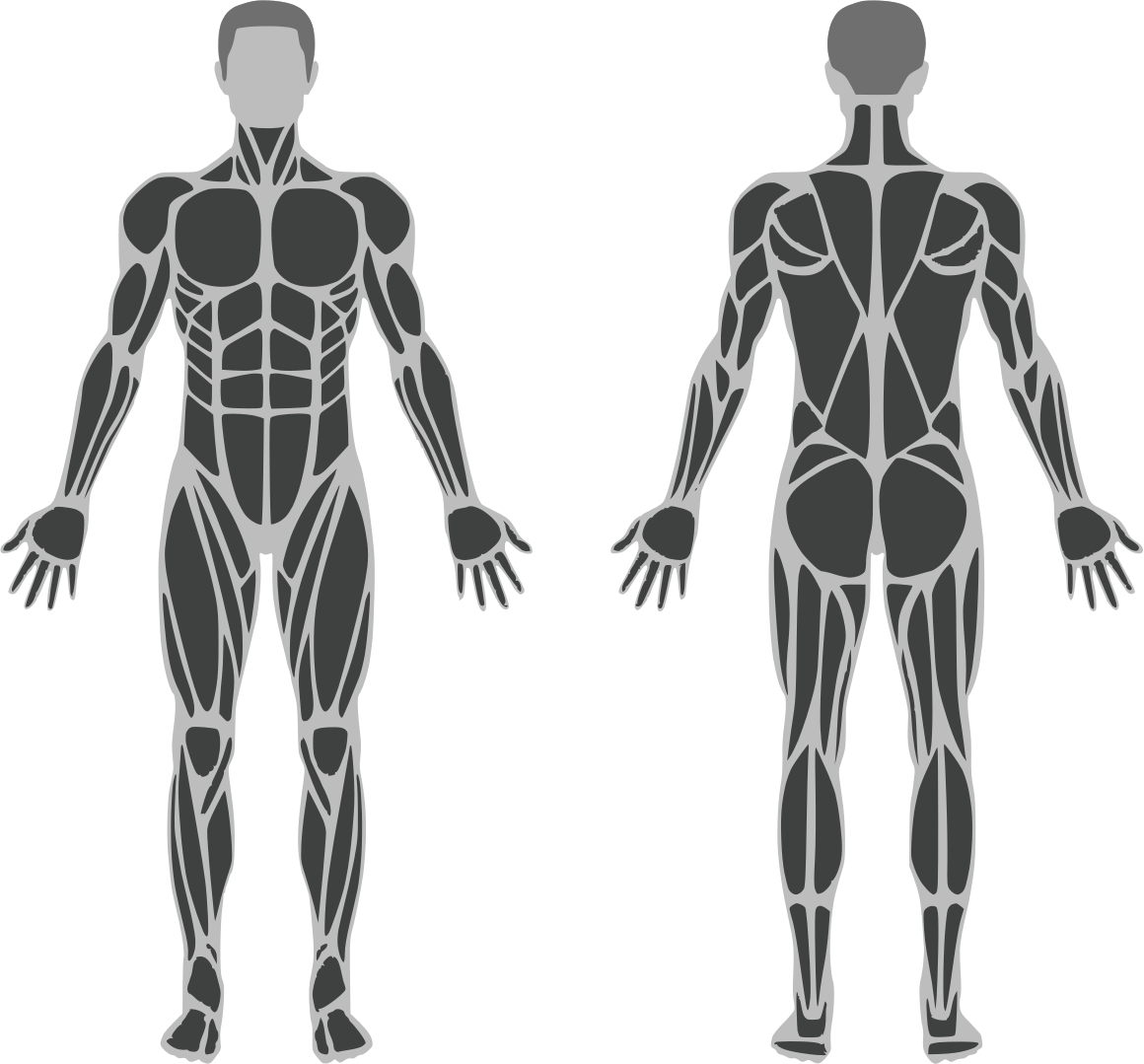 Muscle visualization demonstration